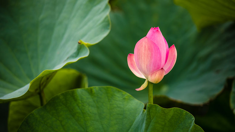 Lotus flower