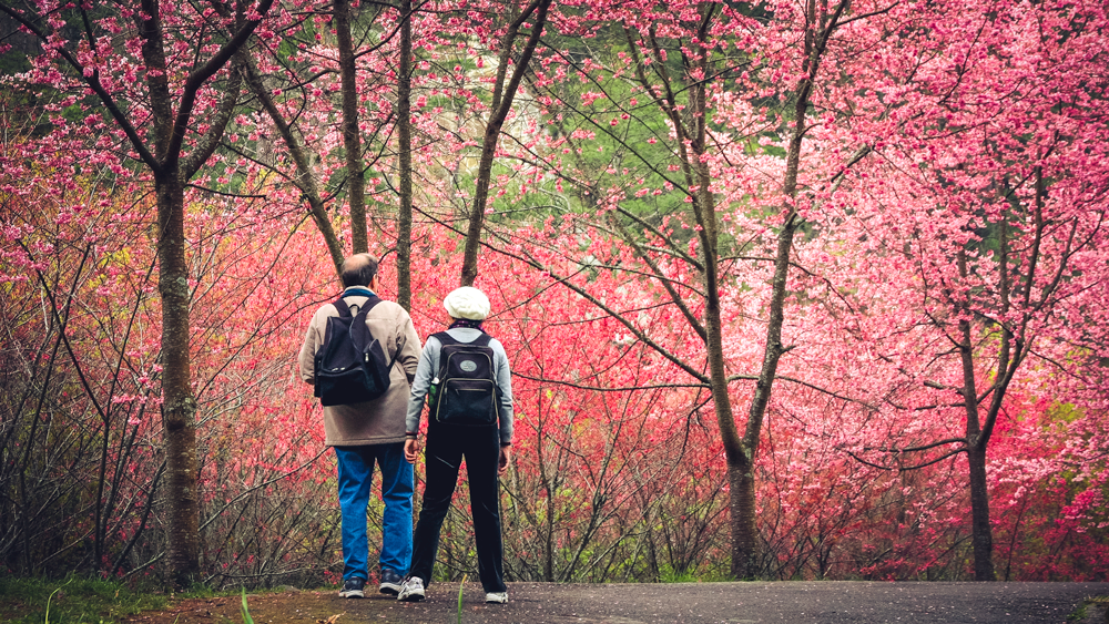 Blooming cherry trees, always a delight